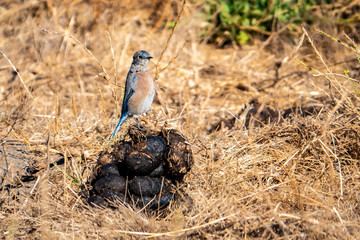 A California Scrub Jay standing on a pile of horse manure. 