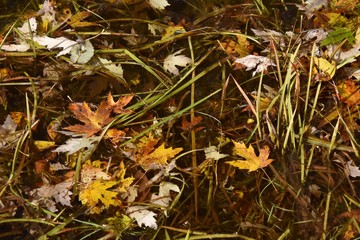 Plantes d'automne humides