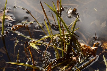 Plantes d'automne humides