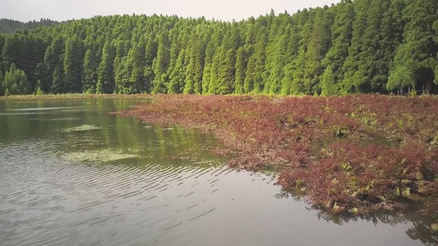 Red Water Plants And Pines