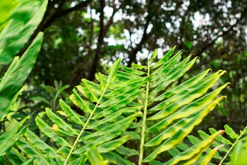 New leaves growing in the forest