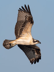 A fledgling Osprey in flight. 