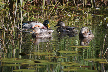 Mallard Duck swimming in a pound