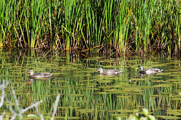 Mallard Duck swimming in a pound with reflections