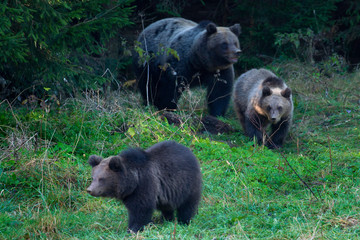 Brown bear from mountains of Croatia