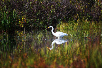 Great egret fishing in a pound with reflection