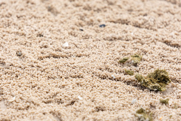 Close-up round shaped sand that made by Soldier crab (Mictyris longicarpus) on the beach. Copy space wallpaper.