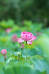 桃色の蓮