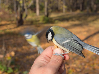 titmouse in autumn park