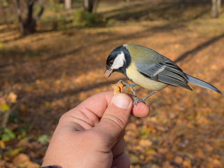 tit eats a nut