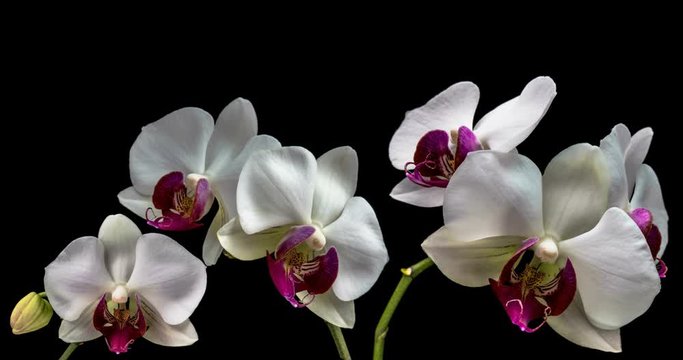 Time-lapse of opening orchid 4K on black background
