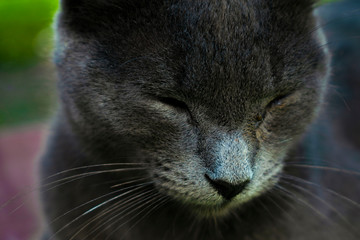 sleepy cat