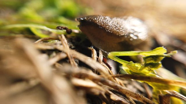 Traveling slug in the same direction