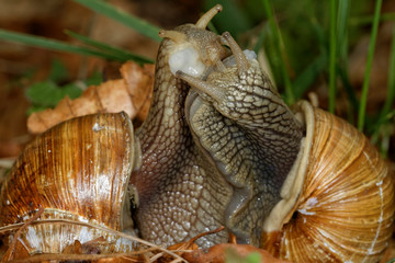Roman snail (Helix pomatia) mating