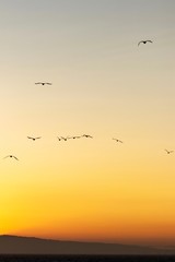 flock of birds in sunset