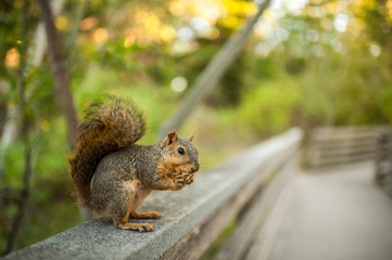 wild squirrel in Boise Idaho