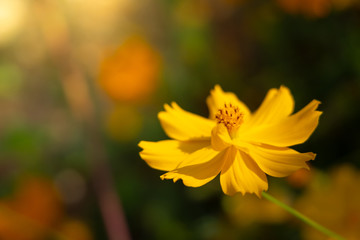 The background image of the colorful flowers