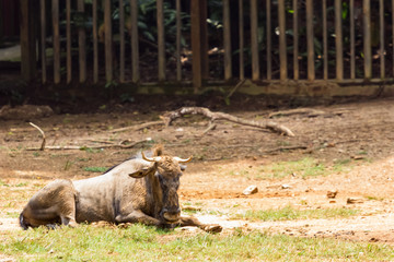 Fototapeta premium Gnu antelope in zoo malacca, malaysia