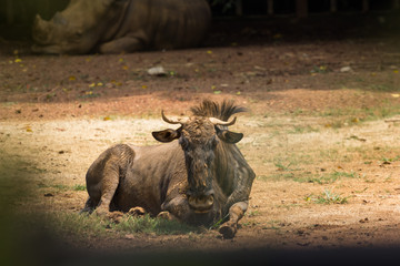 Obraz premium Gnu antelope in zoo malacca, malaysia