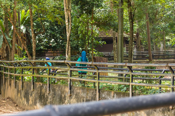 Obraz na płótnie Canvas tourists and locals at the Zoo malacca, malaysia