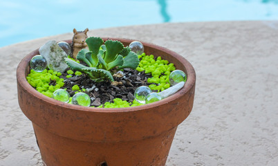 Succulent in a Terra Cotta Pot 