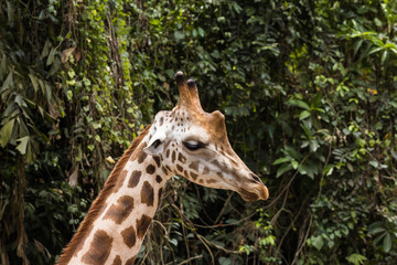 closeup view of giraffe in zoo malacca, malaysia