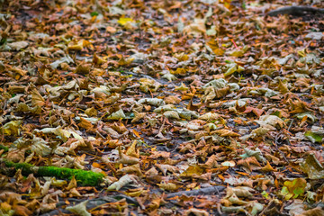 A carpet of autumn leaves in Cornwall