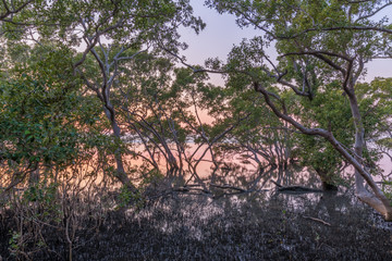 Mangroves in water as the sun rises during the morning on a clear day in Wynnum, Queensland, Australia.
