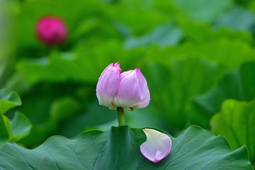 満開のハスの花と落下した花びらのコラボ