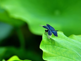 ハスの葉でくつろぐチョウトンボオス