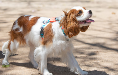 A little female Cavalier king charles spaniel