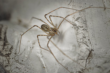 Araña tigre