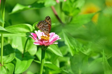 ダリアの花の蜜を吸うツマグロヒョウモンオス