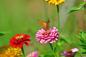 ダリアの花の蜜を吸うツマグロヒョウモンオス