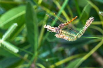 Detail dragonfly head, winged macro image