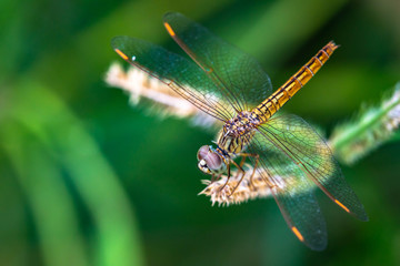 Detail dragonfly head, winged macro image