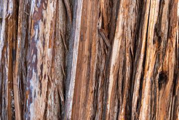Obraz premium close up of roughly textured juniper bark 