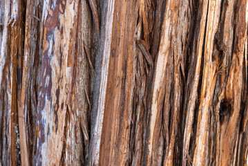 close up of roughly textured juniper bark 