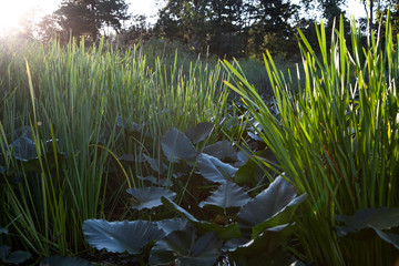 Lily pads and reeds