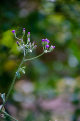 Close up of siam weed flower, Flower background
