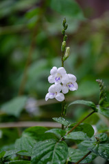 Close up of impatiens flower ,Flower close up impatiens macro background