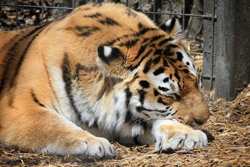 Tiger laying down sleeping 