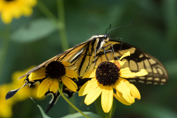An Eastern Tiger Swallowtail showing off its wingspan at Crowder County Park in Apex, North Carolina.