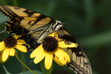 An beautiful Eastern Tiger Swallowtail at Crowder County Park in Apex, North Carolina.