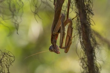 Close up of an upside down Chinese mantis on the stem of a dog fennel weed, stealthily waiting for prey. Yates Mill County Park in Raleigh, North Carolina