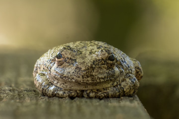 A really content Cope's gray tree frog that seems to be in a zen state of mind.