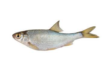 Roach fish isolated on white background, rutilus