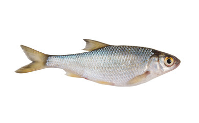 Roach fish isolated on white background, rutilus