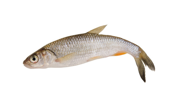 Small chub fish isolated on white background