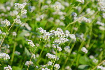 蕎麦畑と磐梯山（福島県・猪苗代町）